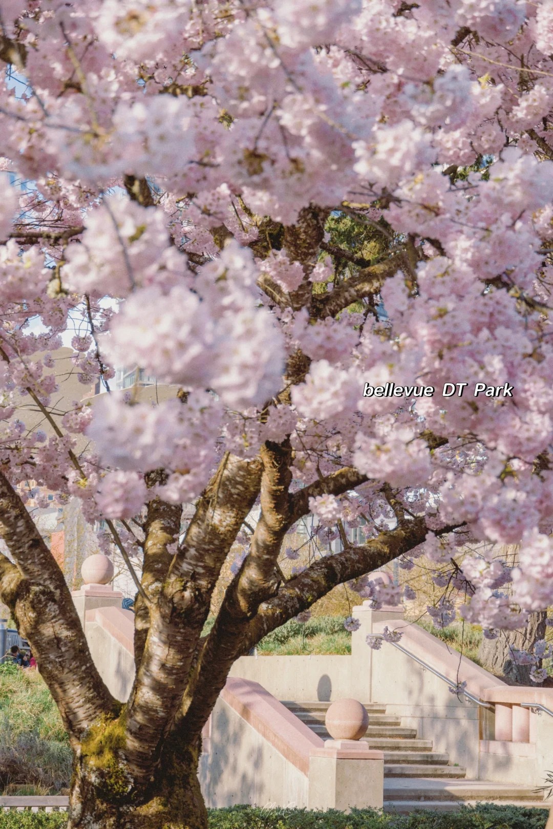 Cherry blossoms at Bellevue Downtown Park