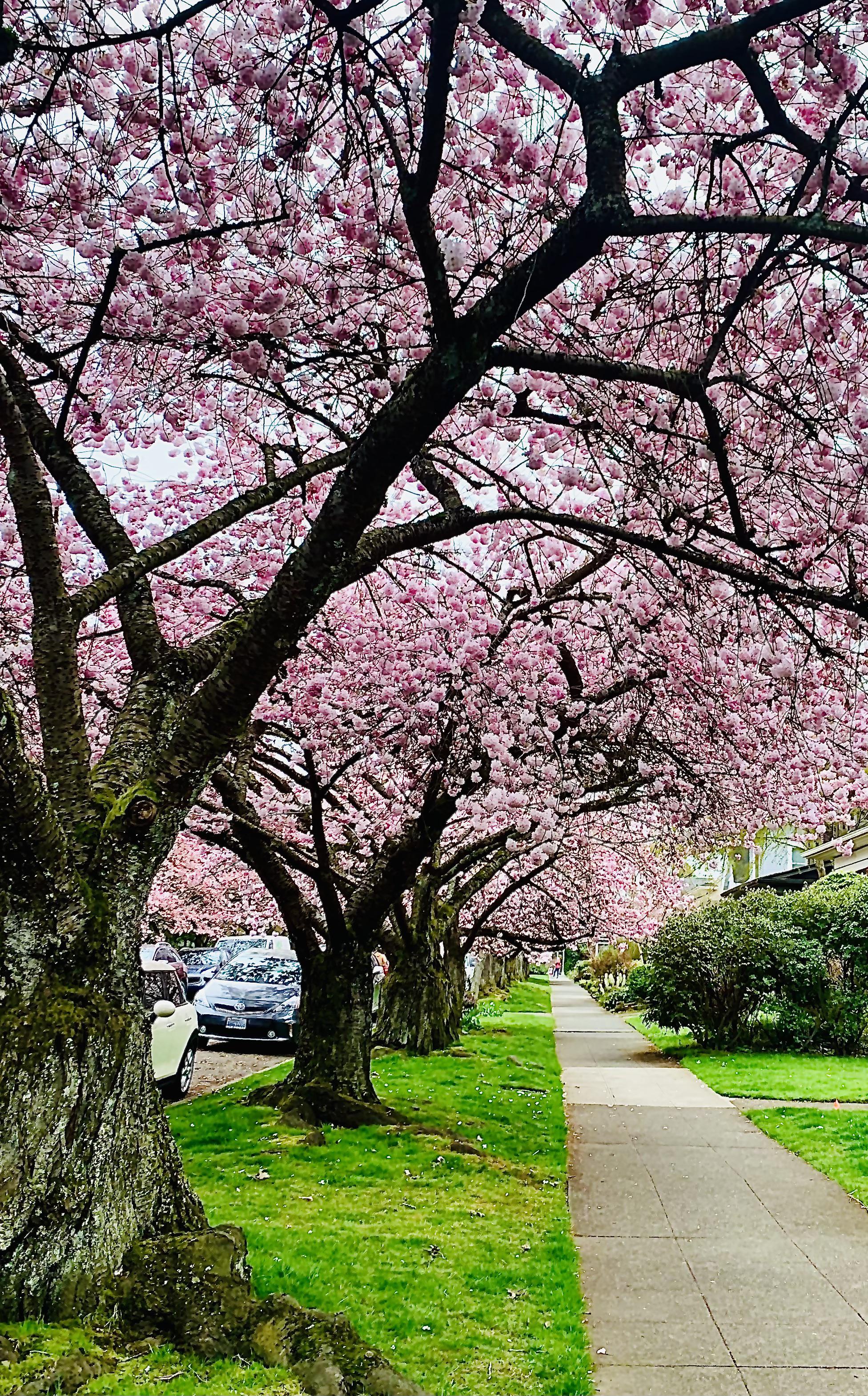 Cherry Blossom Block on 21st Ave E Capitol Hill Seattle