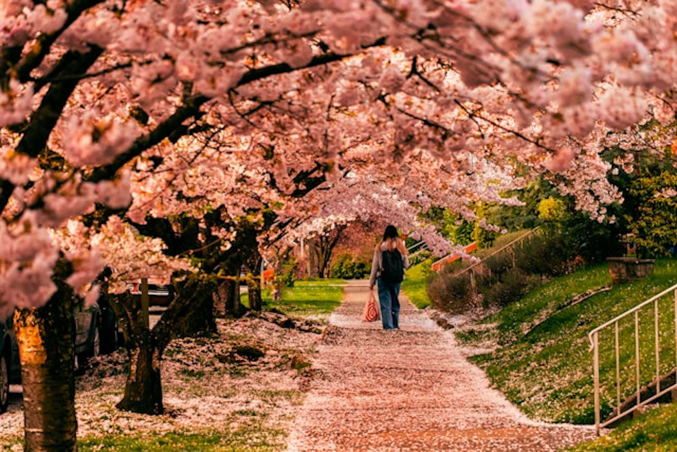 Person walking under a canopy of cherry blossom trees in Seattle