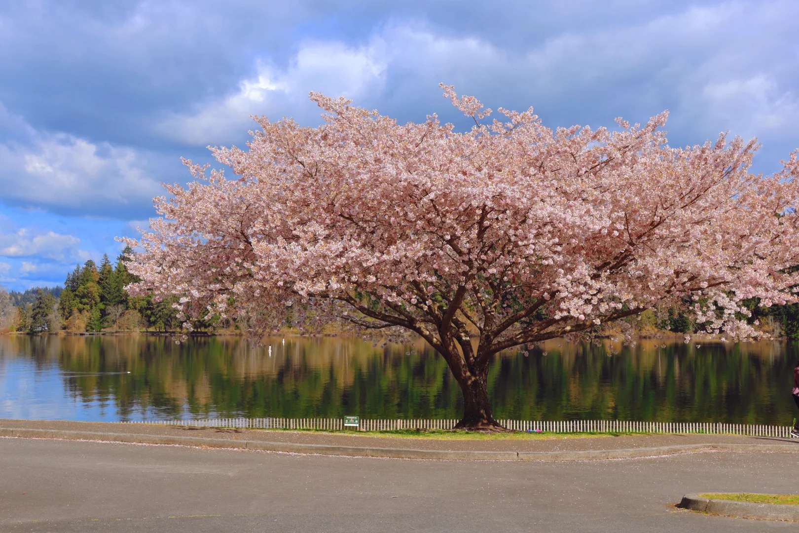 The viral single cherry blossom tree at Ferdinand Street Boat Launch reflected in Lake Washington