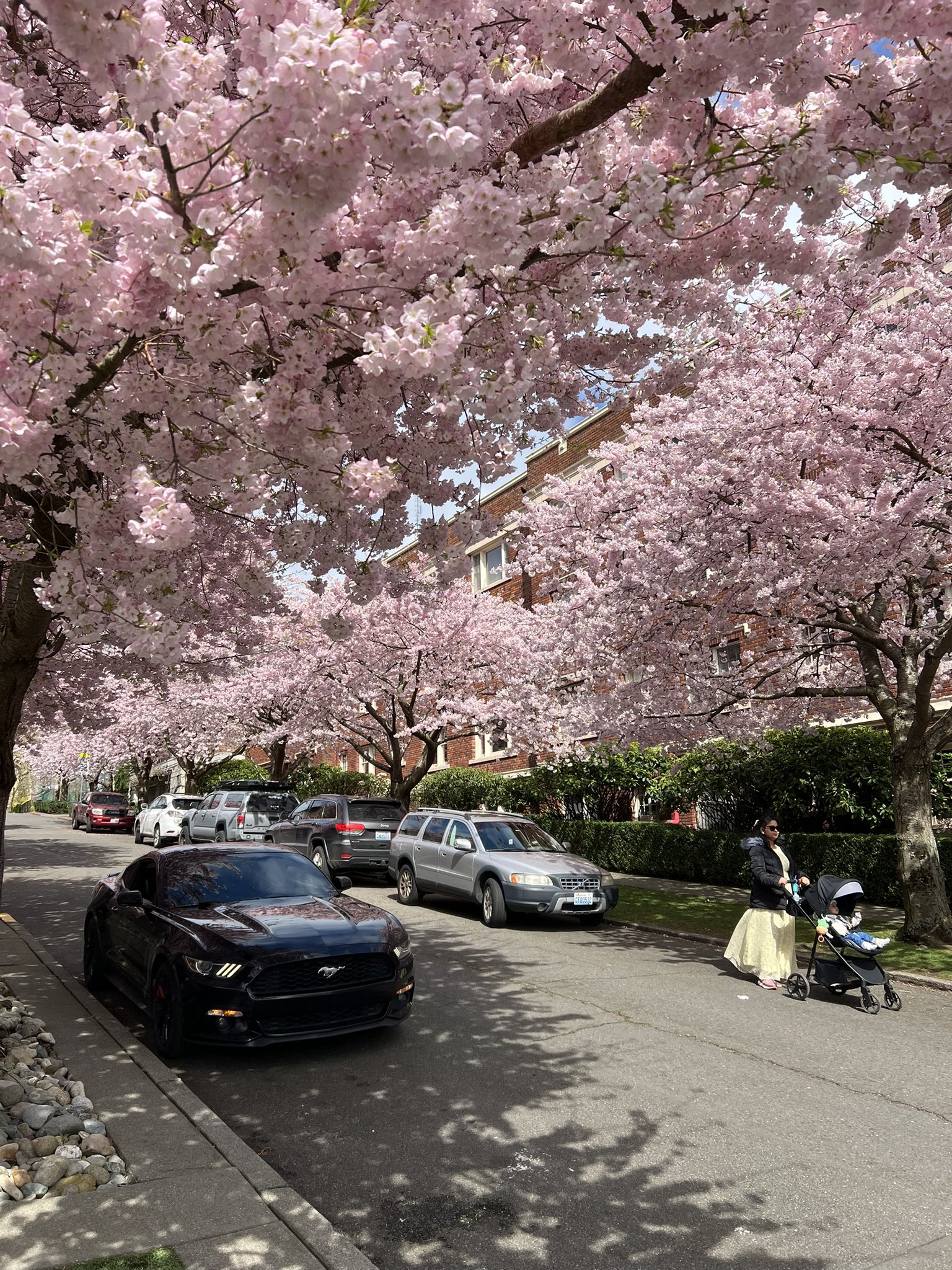 Cherry blossoms near Kerry Park with Seattle skyline