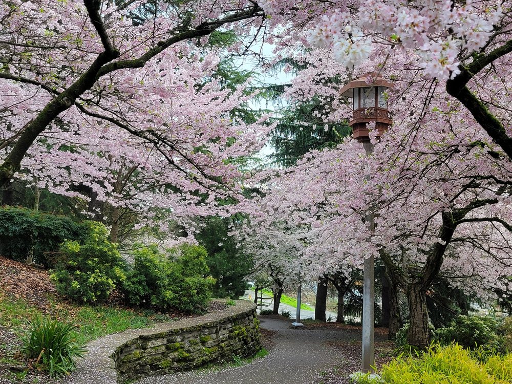 Cherry blossoms at Kobe Terrace park International District Seattle