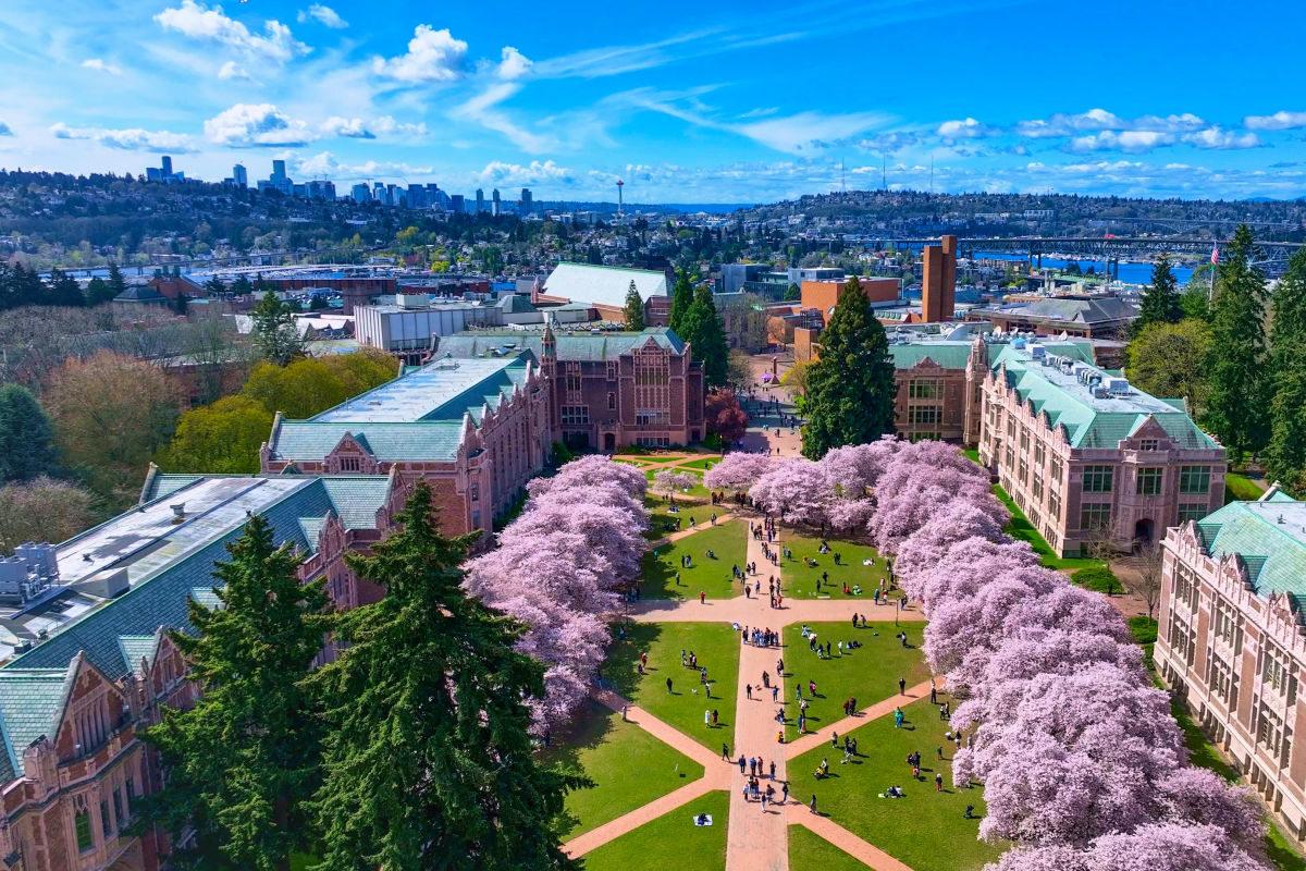 Cherry blossoms in full bloom at the UW Quad