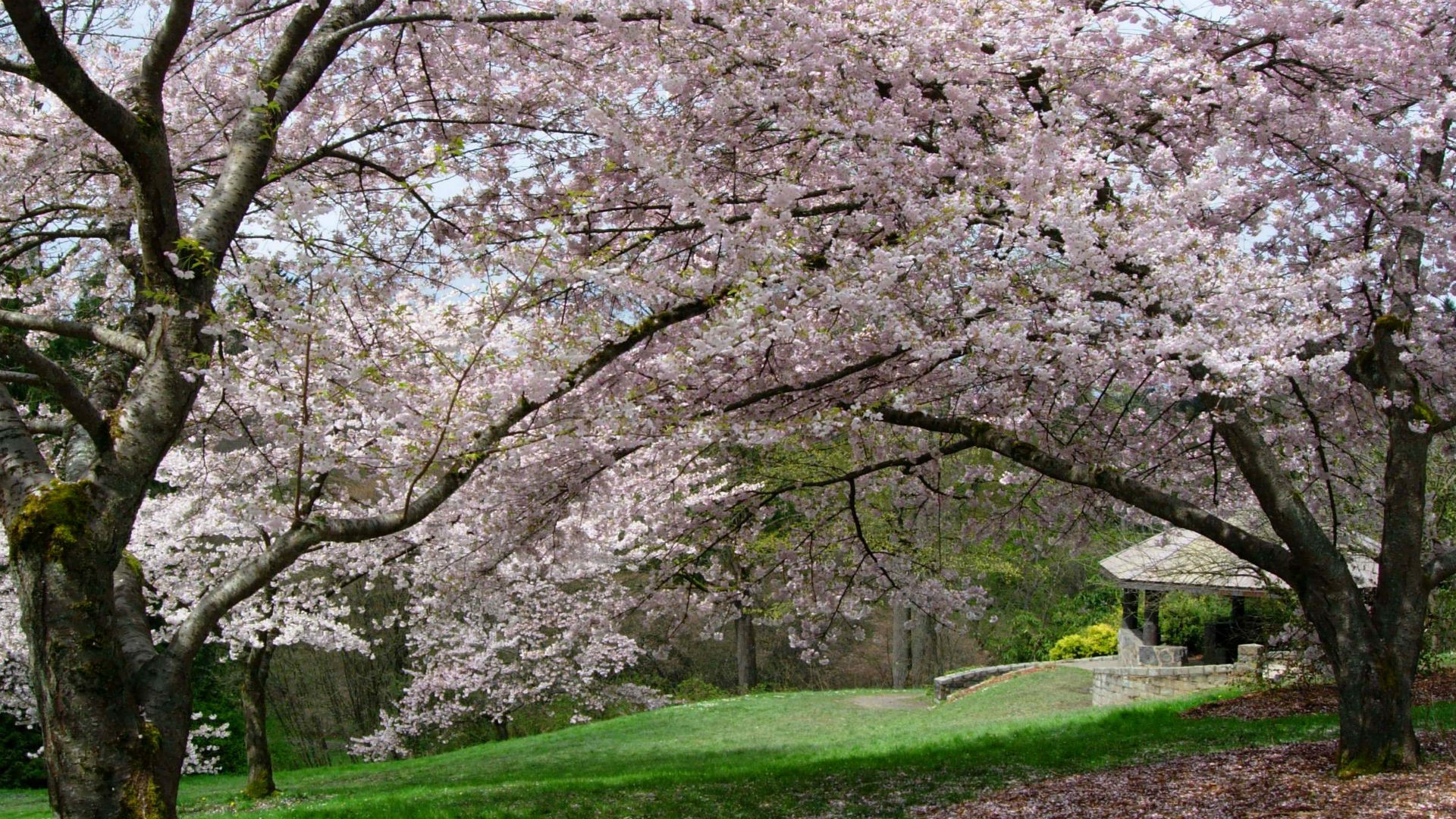 Cherry blossoms along Azalea Way in Washington Park Arboretum