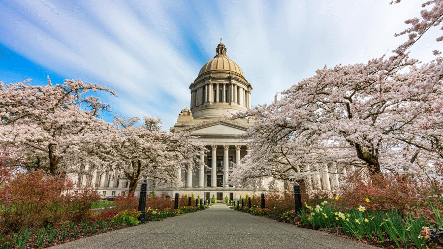Cherry blossoms at Washington State Capitol in Olympia